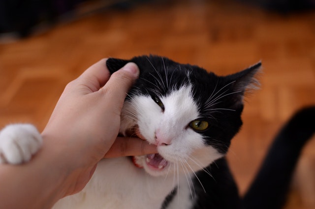 Why Does My Cat Suddenly Bite Me?