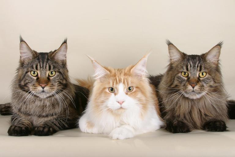 maine-coon-big-fluffy-mystery-in-new-england-encyclopaedia-felidae