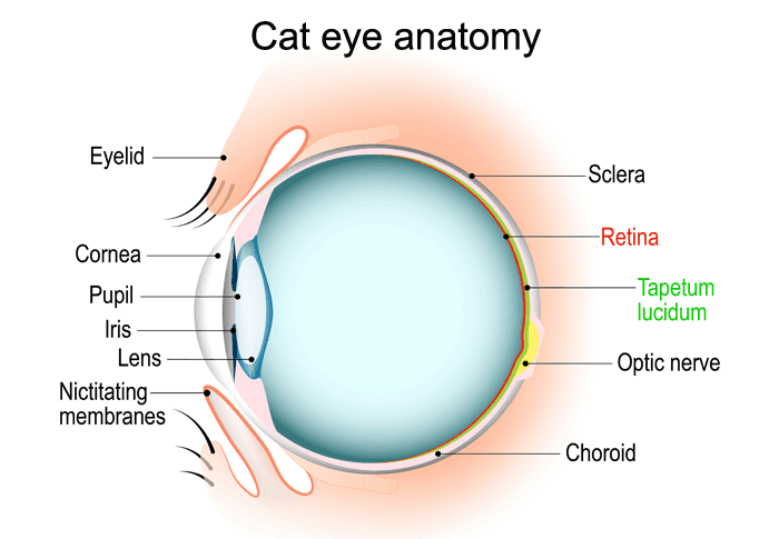 Through Glowing Eyes: What Do Cats See? • Encyclopaedia Felidae