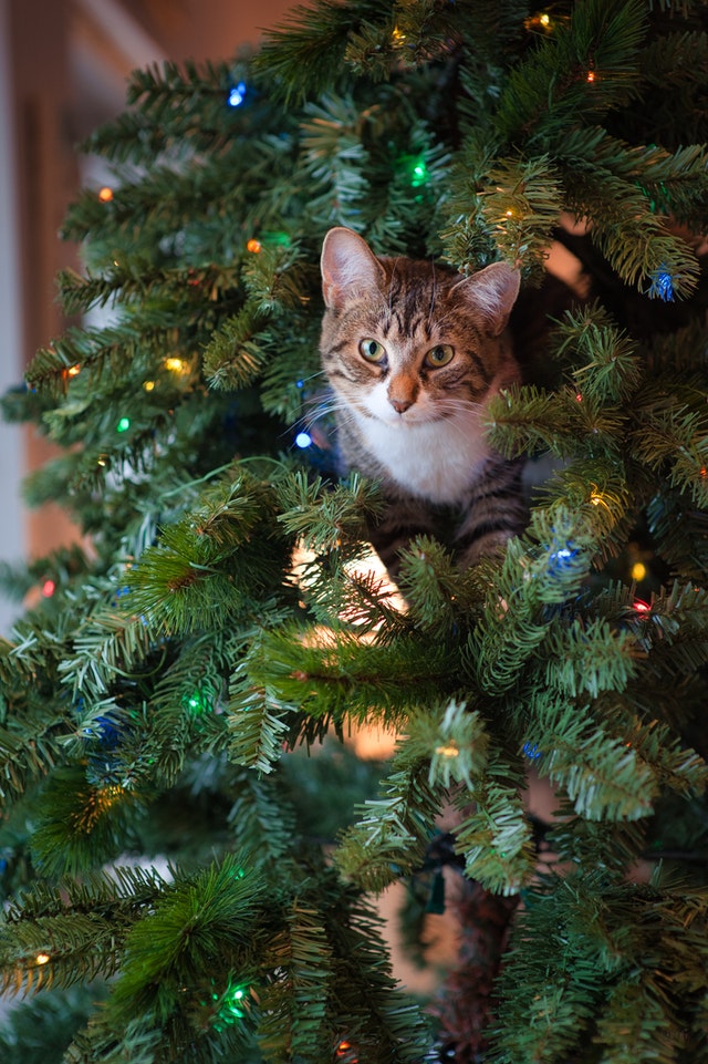How to Keep Your Cat out of the Christmas Tree • Encyclopaedia Felidae